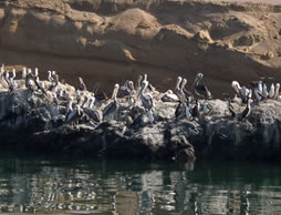 Paracas